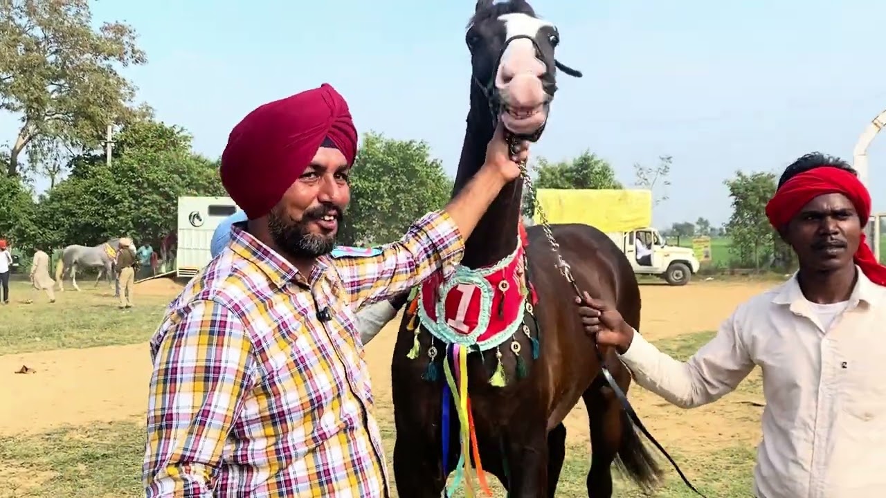 Ajj apa gy jagrao!! Mele te 🐴