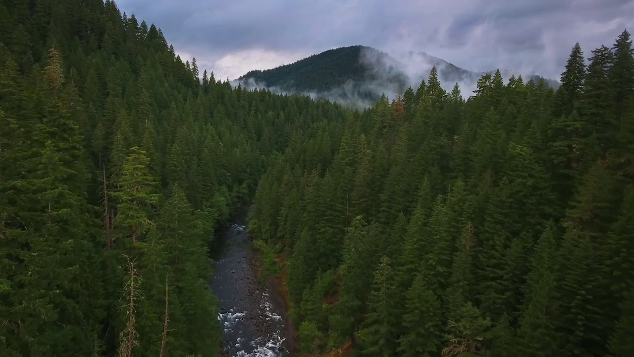 Pine forest and River Helicam view | Royalty Free Videos | Free Stock Video | No Copyright