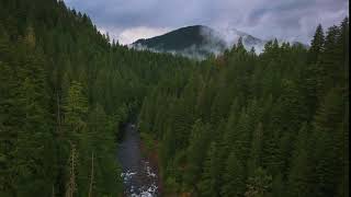Pine forest and River Helicam view | Royalty Free Videos | Free Stock Video | No Copyright