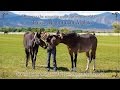Those Magnificent Mules Trailer
