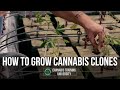 HOW TO CLONE CANNABIS. HOW TO CLONE WEED. CLONES VS. SEEDS. BEST VIDEO FOR HOW TO CLONE MARIJUANA.