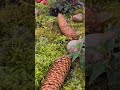 #schnecken #schnecke #tiere #garten #gartenliebe #shortvideo #animals #animalshorts #animallover