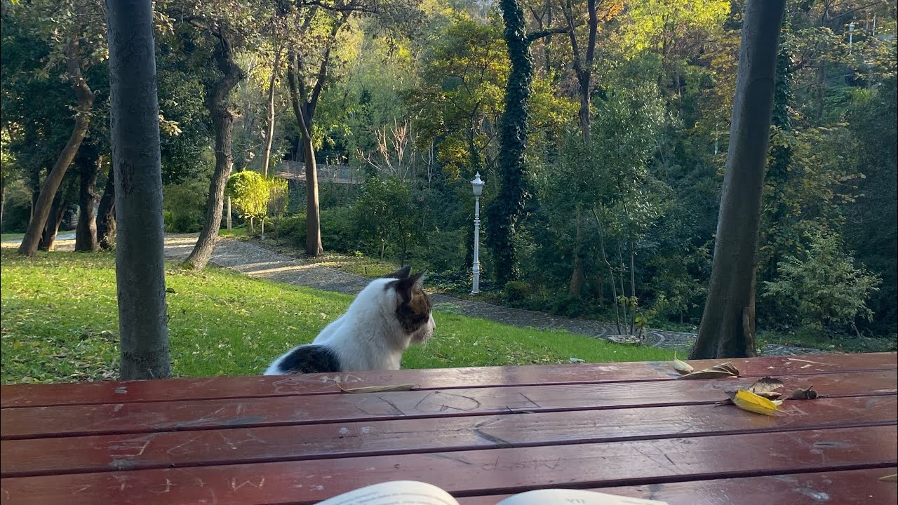 Devasız dertlere düşürme beni