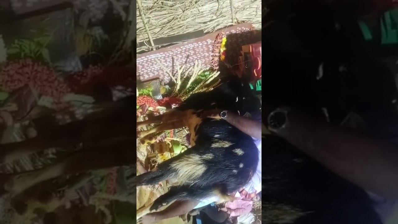 అంబటి.తిరుపతిరావు గొల్లచదువు గావుసంబరము బుడ్డయ్యపేట గ్రామము 16-2-2026 9398948864