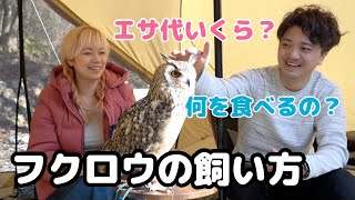 How to pet an owl Q&A [Subtitle]