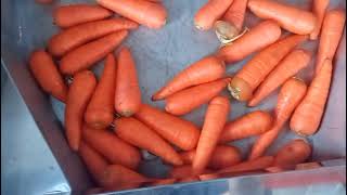Carrot Grader machine-Roller bar grading/grading by diameter