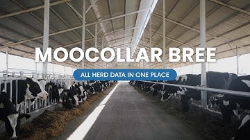 Sveaverken MooCollar Bree: Smart Cow Collar for Heat Detection and Health Monitoring