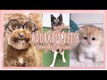 Most Adorable Animals | Compilation