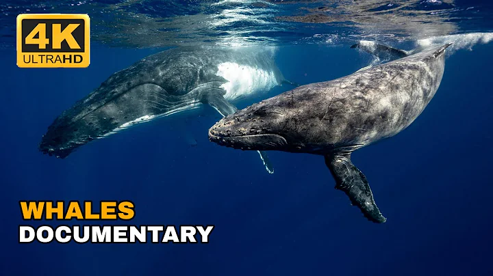 Whales - Titans of the Deep | Free Documentary Nature