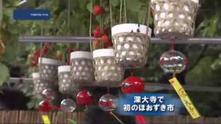 深大寺で初のほおずき市