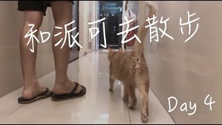 和派可一起去散步～今天有喝大冰奶嗎？| 柴鼠觀察日記Day4