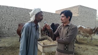 Cow farming in pakistan wanda making in pakistan urdu/hindi