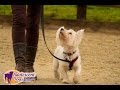 Henry - Westie - 4 Week Residential Dog Training at Adolescent Dogs Henry - Westie - 4 Week Residential Dog Training at Adolescent Dogs