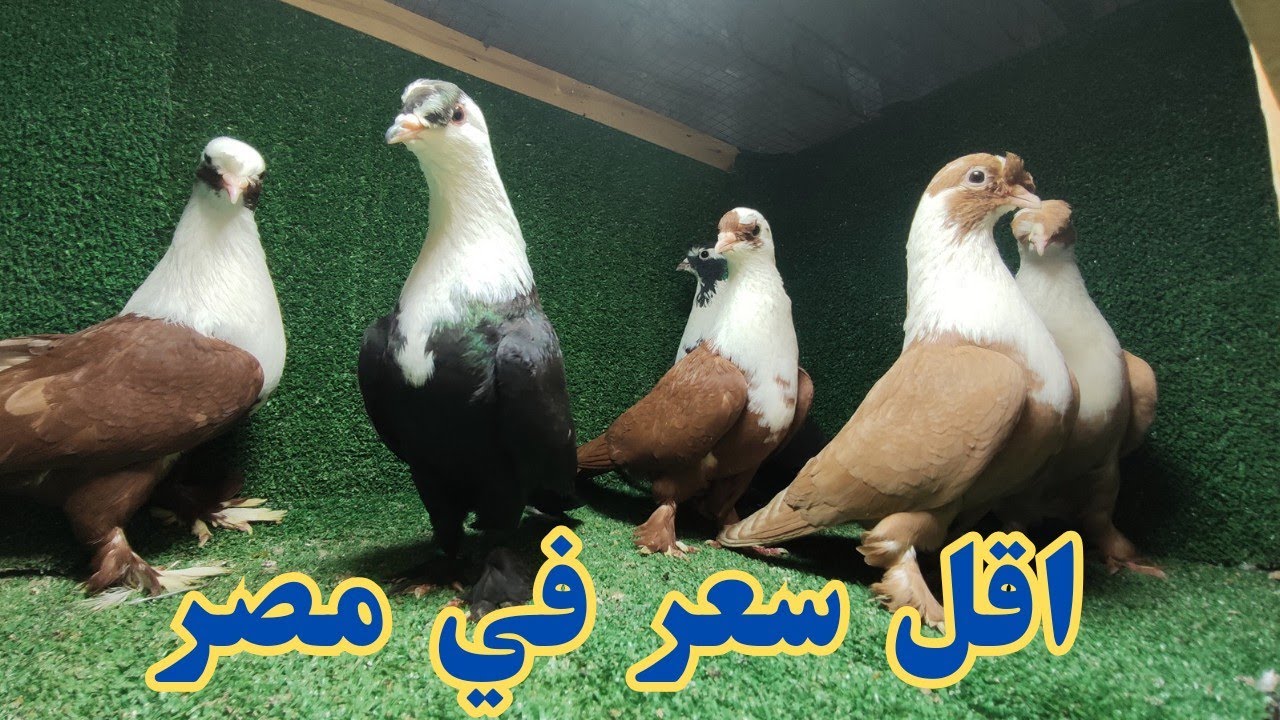 مزرعة حمام كامله للبيع كل انواع الحمام اسعار حلوه 🔥