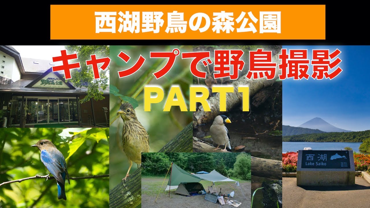 西湖野鳥の森公園/キャンプで野鳥撮影_PART1/97 YouTube 西湖野鳥の森公園/キャンプで野鳥撮影_PART1/97 YouTube