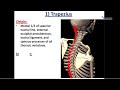 Muscles of the Back - Dr. Ahmed Farid