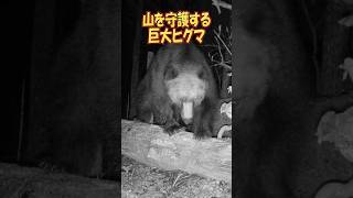山の守護神 巨大ヒグマ　#ヒグマ  #熊  #bear