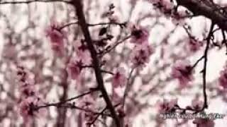 intro 593