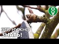 КАК НЕ ОБРЕЗАТЬ УРОЖАЙ? Полный обзор плодовых почек