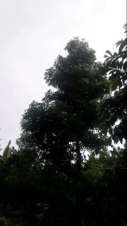 Hujan Gerimis | Di Pagi Hari