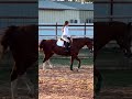 Don’t mind my heels😅 #helpmemakethismakesense #horse #equestrian #animals