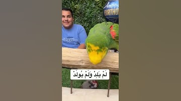 ببغاء يتلو سورة الاخلاص🦜