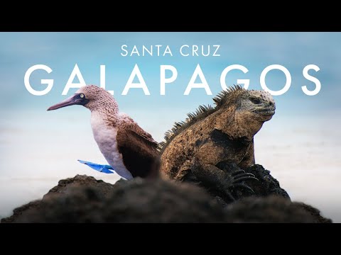 Video: Pinguini Galapagos: habitati, ushqimi, fakte interesante