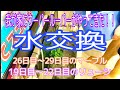 【水交換】我が家にウーパールーパーがやってきた！！(26日目〜29日目のマーブル と 19日目〜22日目のリューシ)