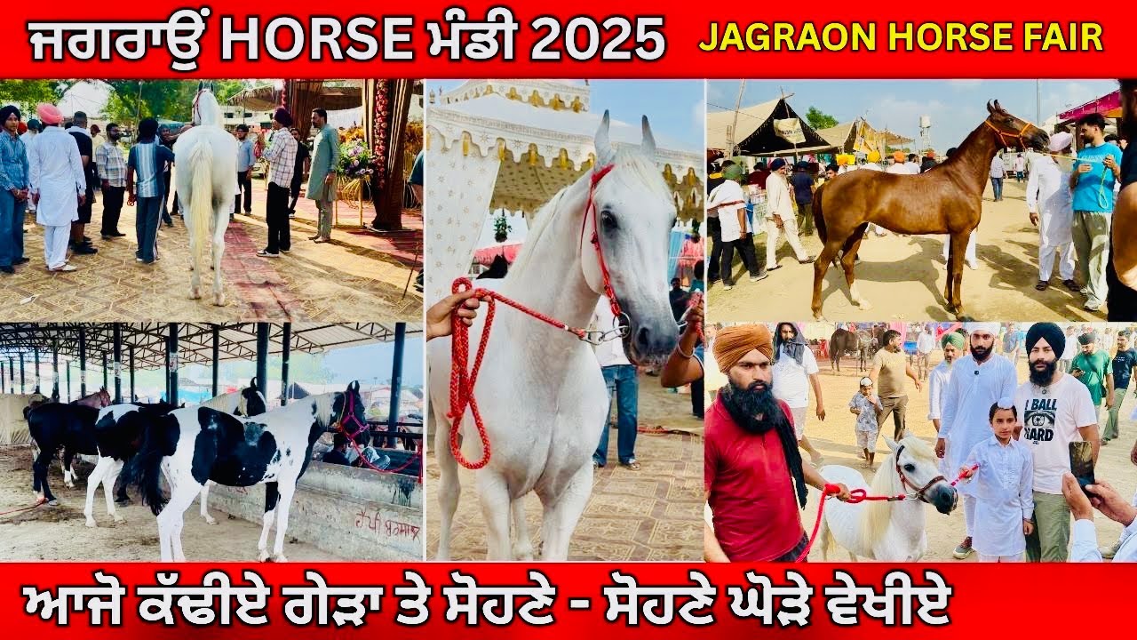 ਜਗਰਾਉਂ ਘੋੜਿਆਂ ਦੀ ਮੰਡੀ 2025 | Jagraon Horse Mandi 2025 | Nukra And Marwari Horse | Rangle Punjabi 