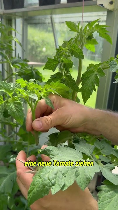 Gartentipp für Tomatenpflanzen im Gewächshaus; Pflanzen ausgeizen und