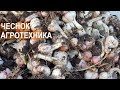Выращивание чеснока в КФХ Игоря Дмитриева. Техника и Агротехника