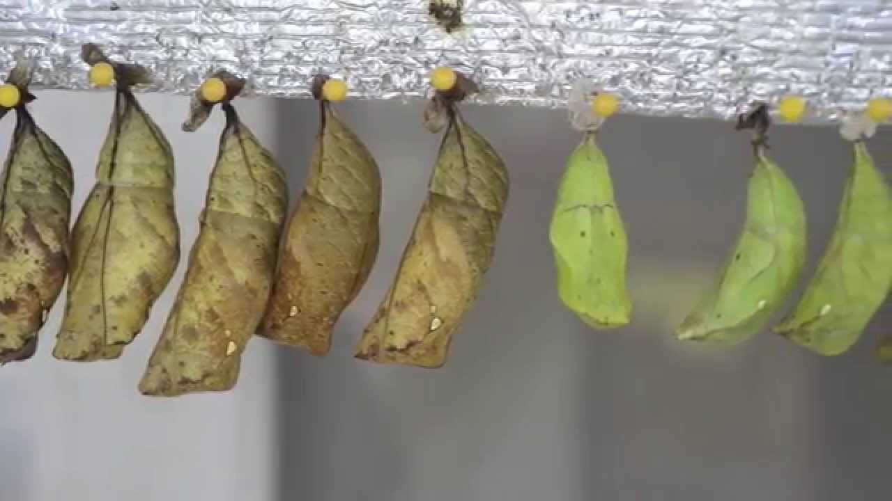 natura plaza cali Butterfly Farm in Costa Rica: l' imprenditoria che fa bene all' uomo e all' ambiente
