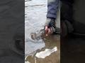 Бойкий рыб! Забрал бы? #хариус #рыбалка