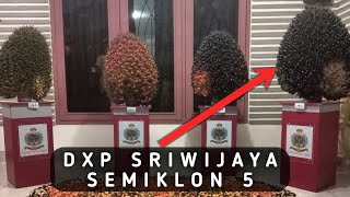Review DXP SRIWIJAYA SEMIKLON 5 || PT. Bina Sawit Makmur Sampoerna Agro