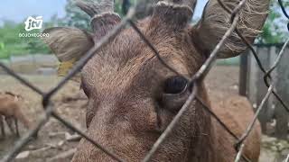 Penangkaran Rusa Timor Di Bojonegoro Butuh Perhatian