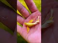Full gold