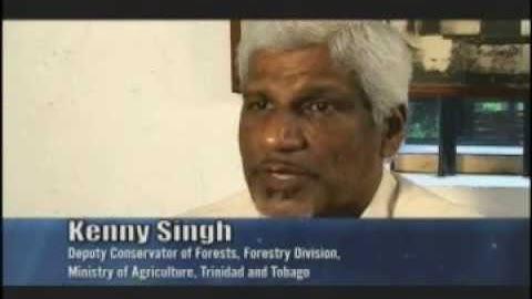 Natural Disasters of the Caribbean - Forest Fires