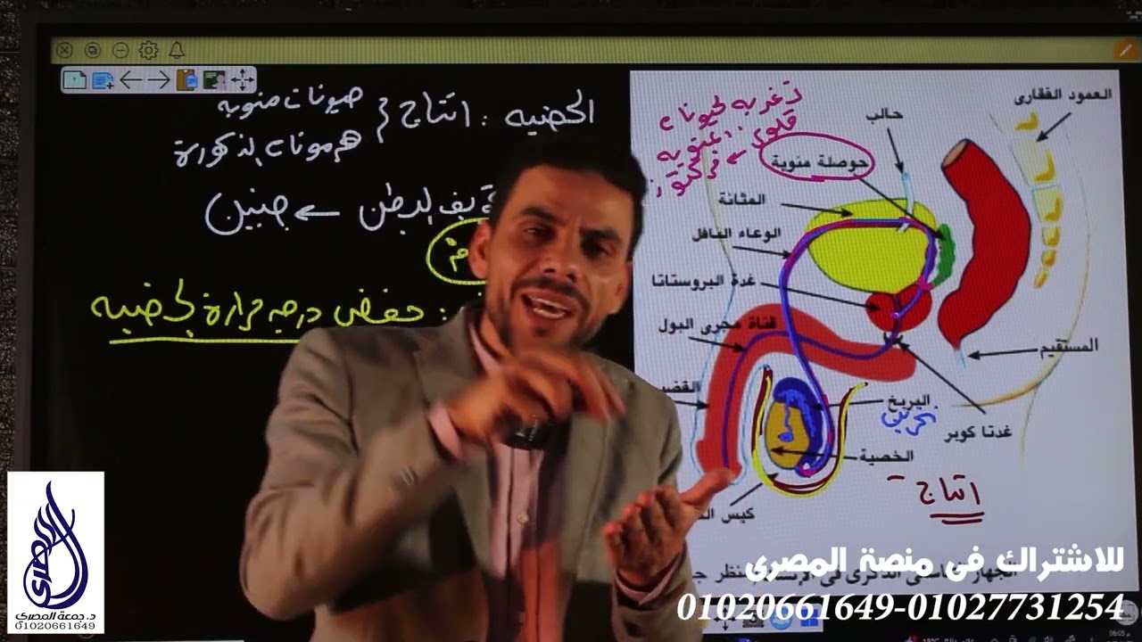 المحاضرة السابعة من فصل التكاثر ( الجهاز التناسلي الذكرى ) للصف الثالث الثانوي. دكتور جمعه المصرى