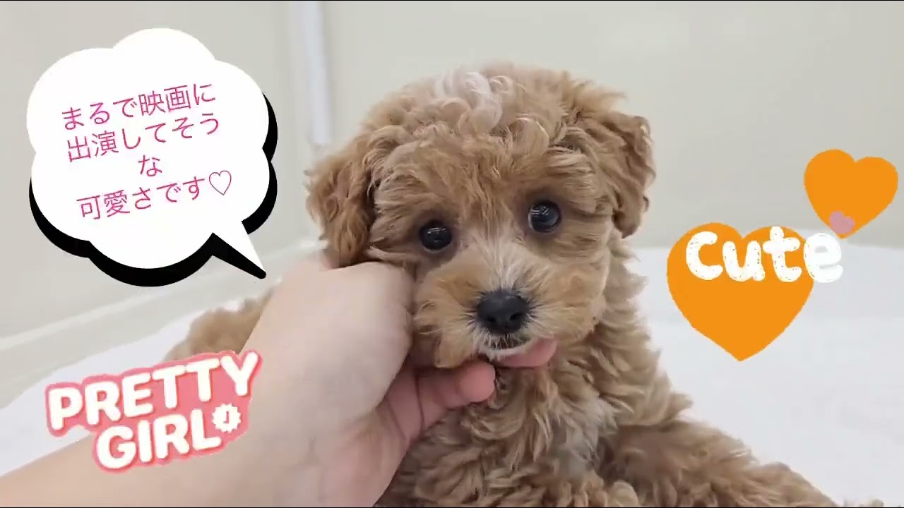 価格の安いMIX犬（父：マルチーズ母：トイプードル）♀ 可愛い動画