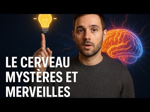 Le Cerveau :