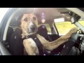 Dünyanın İlk Otomobil Kullanan Köpeği   Facebook