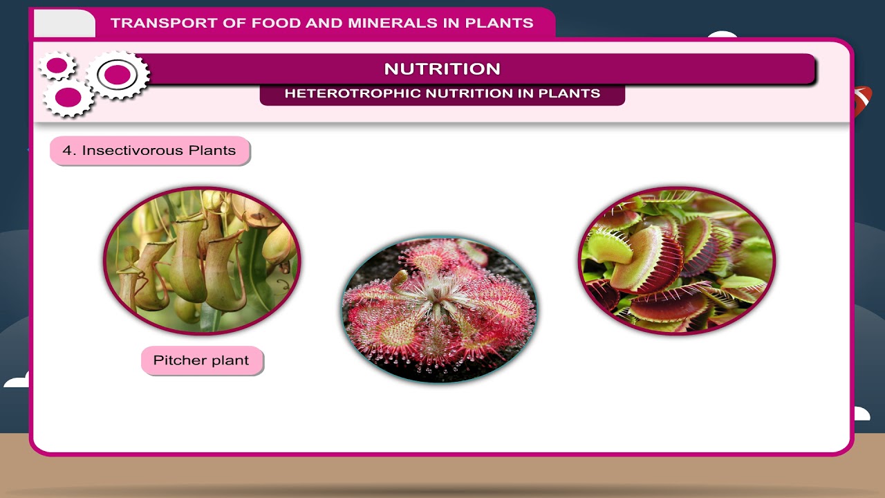 Transport of Food and Minerals in Plants class8 YouTube