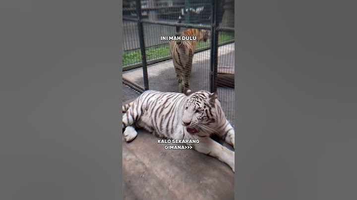INIMAH DULU SELEN DAN TEONA VS SEKARANG #alshadahmad #shortsfeed #tiger