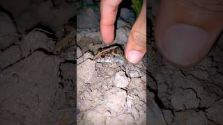 Big Frog and Froggy, Lizard show action funny boing boing | catch frogs for fun | Video funny
