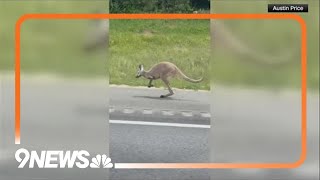 Runaway kangaroo leads Alabama troopers on a chase