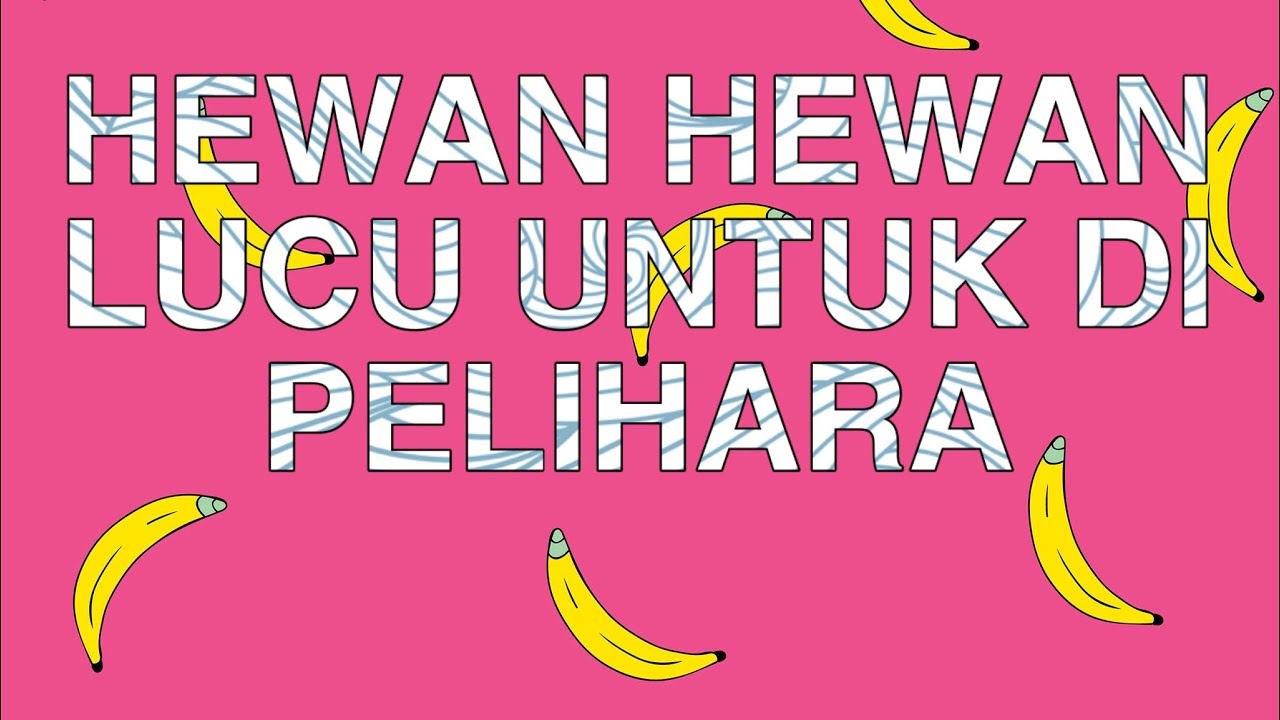 5 HEWAN  LUCU  UNTUK  DIPELIHARA  YouTube