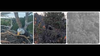 Kaydee's evening visit to the nest; Kaydee is waiting 02.09.2026 @FOBBVCAM