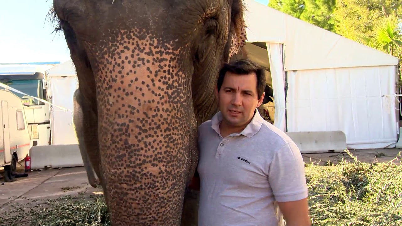 Cirque : au cœur de la ménagerie