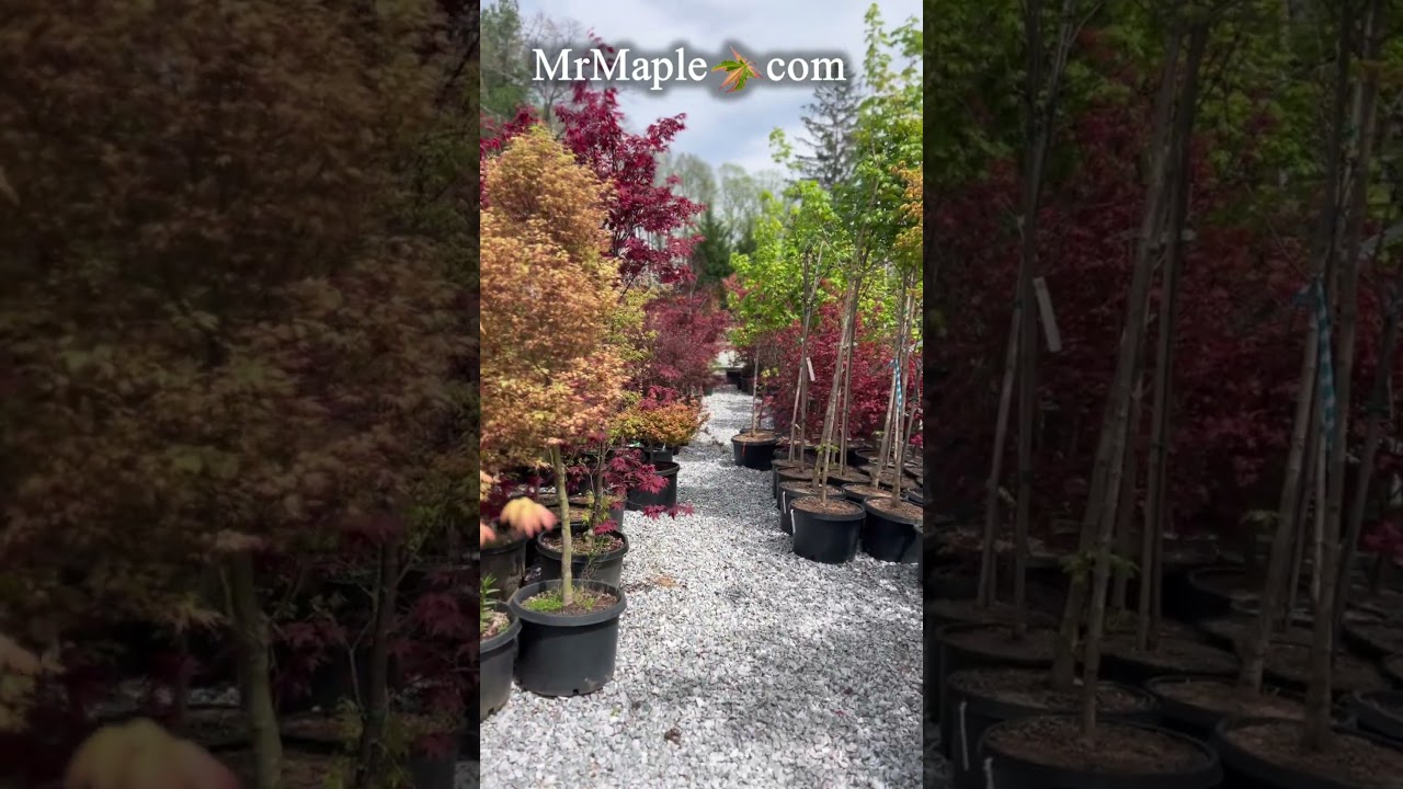 Big Trees in the field showing off - YouTube