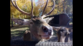Am hrănit animalele la Moara de Vant -Salicea sau la Zoo Cluj am hrănit animalele
